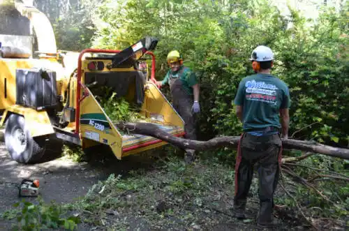 tree services Connecticut